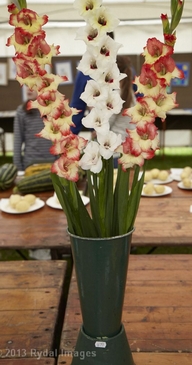 Gladioli