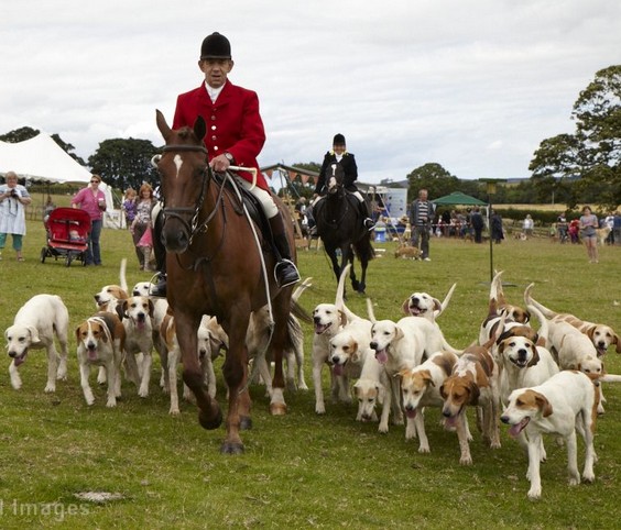 The West Percy Hounds at Glanton Show