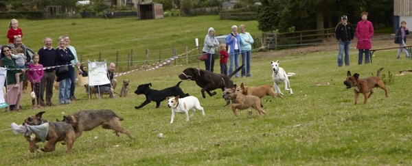 Terrier Racing