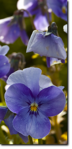 Pansies
